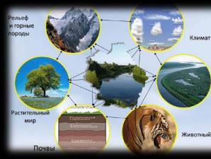 Лекция: Природные компоненты и природно-территориальные комплексы (ПТК)